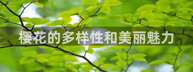 窝窝星空电影网
